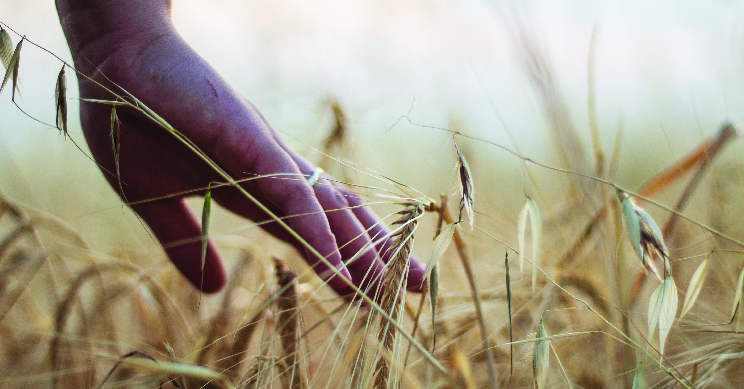 Image of a hand touching the tips of wheat